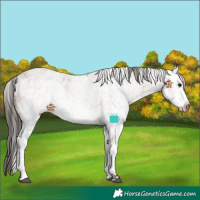 Horse Color:White Spotted Bay