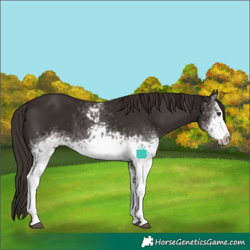Horse Color:White Spotted Liver Chestnut Frame