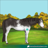 Horse Color:White Spotted Liver Chestnut Frame