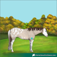 Horse Color:Bay Roan Dun Splash Blanket 