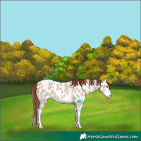 Horse Color:Red Dun Sabino Splash Leopard