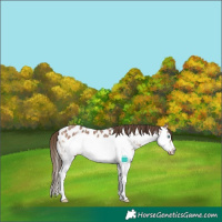 Horse Color:Bay Sabino Splash Frame Near Leopard 