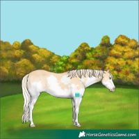 Horse Color:Palomino Dun Sabino Splash Frame Varnish
