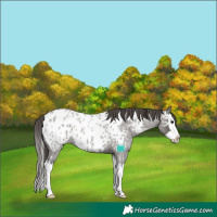 Horse Color:Grullo Roan Splash Near Leopard 