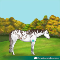 Horse Color:Liver Chestnut Sabino Splash Near Leopard