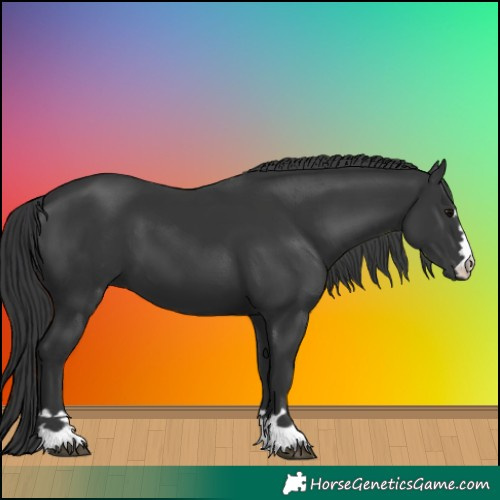 Horse Color:Black 