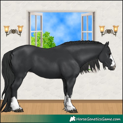 Horse Color:Black 