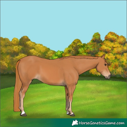 Horse Color:Chestnut 