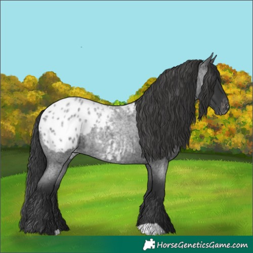Horse Color:Blue Roan Appaloosa 