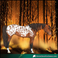 Horse Color:Bay Blanket 