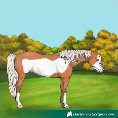 Horse Color:Silver Bay Frame Appaloosa 