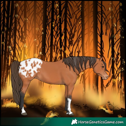 Horse Color:Bay Tobiano Blanket