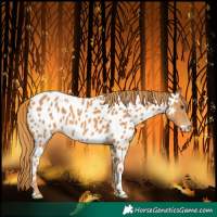 Horse Color:Chestnut Near Leopard