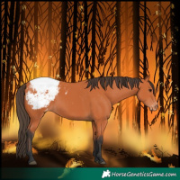 Horse Color:Bay Snowcap