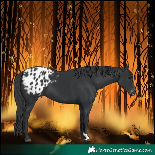 Horse Color:Black Blanket