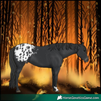 Horse Color:Black Blanket