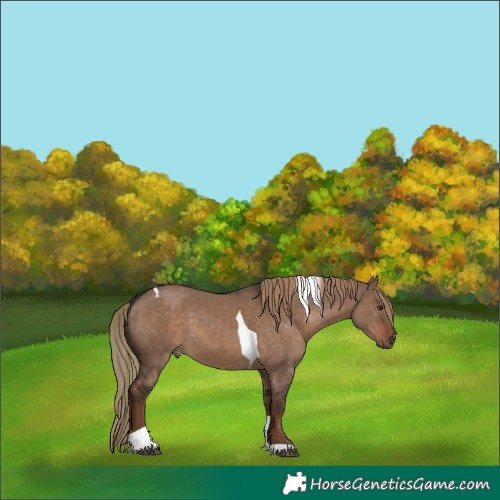 Horse Color:Liver Red Dun Tobiano