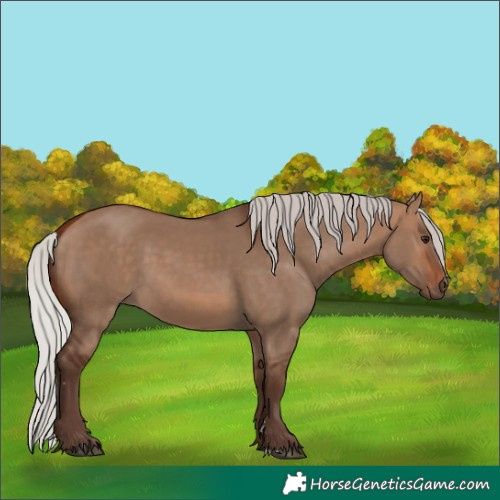 Horse Color:Silver Bay Dun 