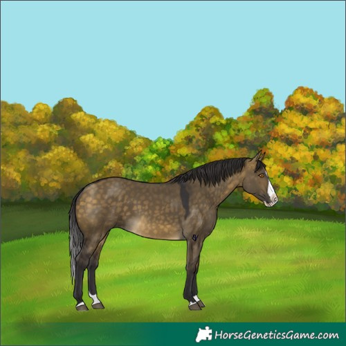 Horse Color:Buckskin Dun Splash
