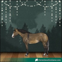 Horse Color:Buckskin Dun Splash 