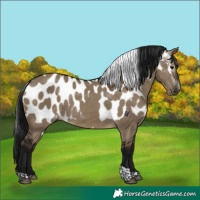 Horse Color:Gray Brown Dun Tobiano Skewed Appaloosa