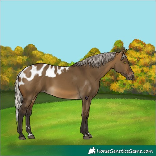 Horse Color:Gray Silver Buckskin Dun Skewed Appaloosa Rabicano 