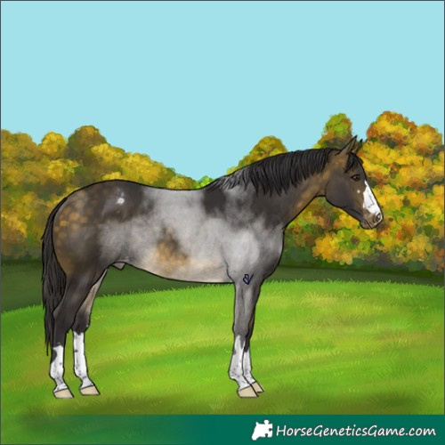 Horse Color:Buckskin Appaloosa Rabicano