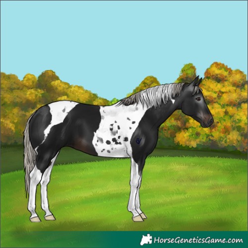 Horse Color:Gray Silver Brown Tobiano