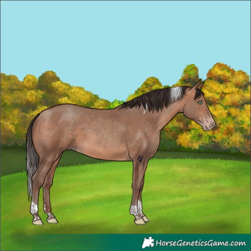 Horse Color:Sable Champagne Tobiano Rabicano 