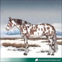 Horse Color:Chocolate Brown Dun Tobiano Skewed Appaloosa
