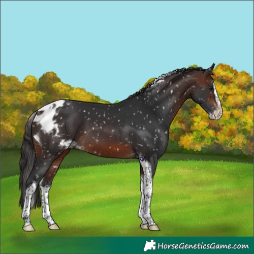 Horse Color:Brown Splash Tobiano Skewed Appaloosa 
