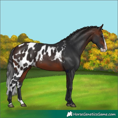 Horse Color:Brown Splash Skewed Appaloosa 