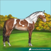 Horse Color:Bay Skewed Appaloosa