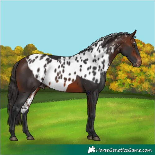 Horse Color:Brown Skewed Appaloosa