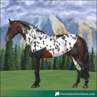 Horse Color:Brown Skewed Appaloosa