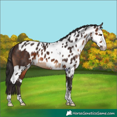 Horse Color:Brown Splash Tobiano Skewed Appaloosa 