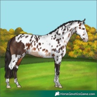 Horse Color:Brown Splash Tobiano Skewed Appaloosa 