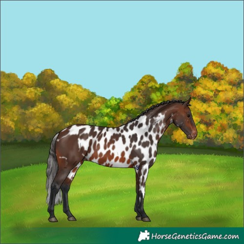 Horse Color:Brown Skewed Appaloosa 