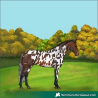 Horse Color:Brown Skewed Appaloosa 
