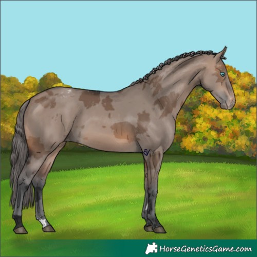 Horse Color:Brown Dun Merle Appaloosa 