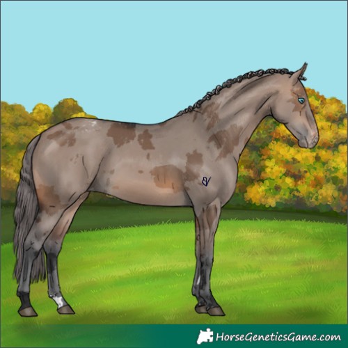 Horse Color:Brown Dun Merle Appaloosa