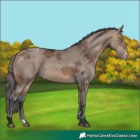 Horse Color:Brown Dun Merle Appaloosa