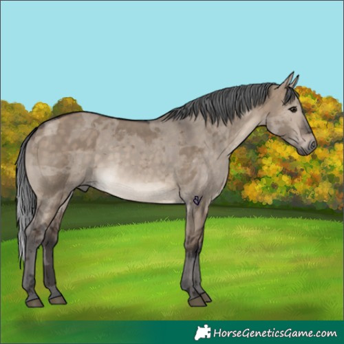 Horse Color:Brown Dun Merle 