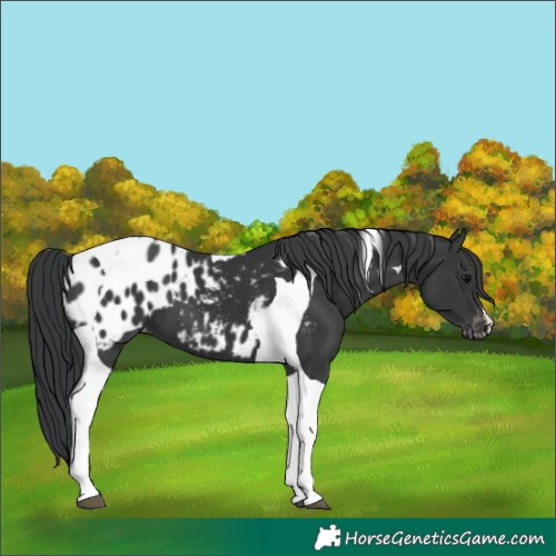 Horse Color:Black Tobiano Appaloosa