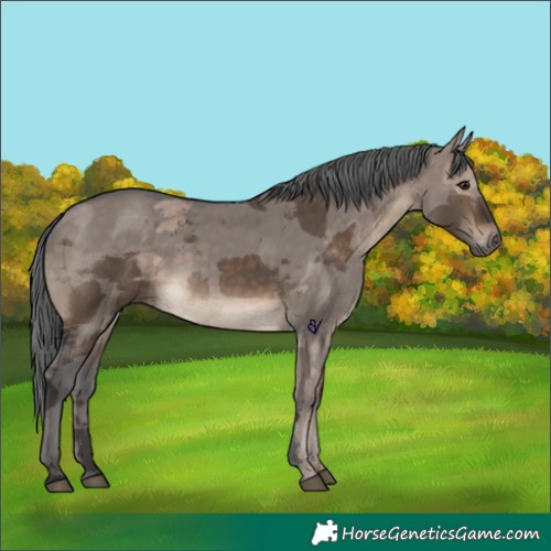Horse Color:Brown Dun Merle 