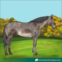Horse Color:Brown Dun Merle