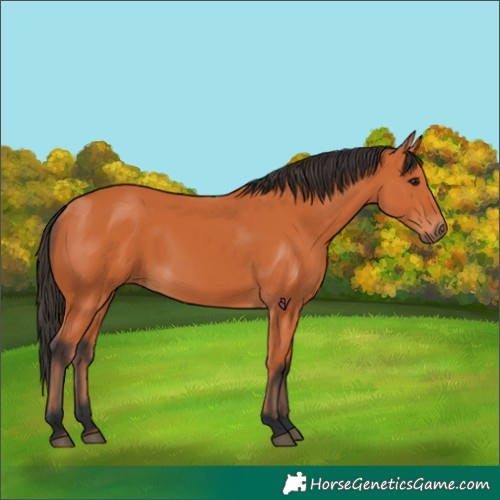Horse Color:Bay 