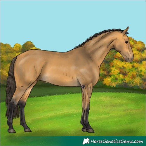 Horse Color:Buckskin
