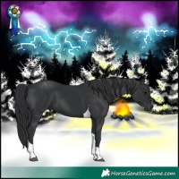 Horse Color:Black Tobiano 