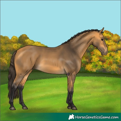 Horse Color:Buckskin